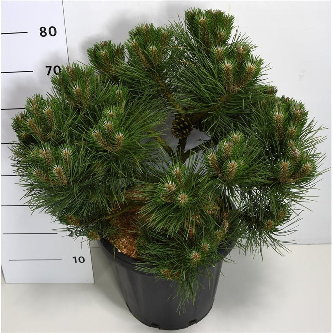 Svarttall – Pinus nigra 'Nana' - C25 50-60 cm.
